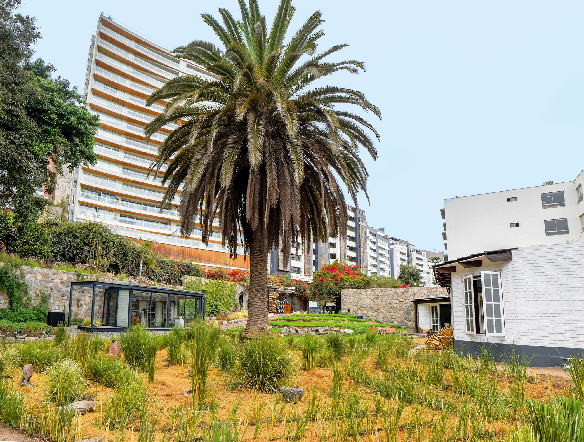 Alois Kennerknecht e María Tupac-Yupanqui - Jardín de Palmeras con Vetiver. Vetiver é uma planta gramínea usada em paisagismo. Entre seus muitos benefícios, controla a erosão e a recuperação de solos desertificados. Tem a capacidade de armazenar CO2 atmosférico. Contribui para a fitorremediação de águas e solos contaminados por metais pesados. Restaura a flora e a fauna nativas. Serve como uma cerca viva e proteção de culturas. Proteja as vias férreas, estradas e pontes. E também é matéria-prima para artesanato, forros, óleos medicinais e perfumaria. Em suma, é uma planta tão generosa que merece estar presente em nossas vidas.